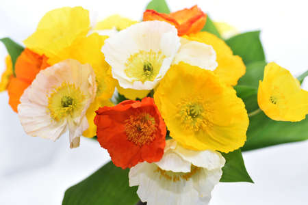 Spring colored flowers Bouquet. Spring abstractionの写真素材