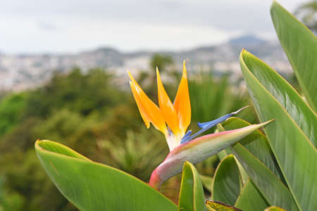 Strelitzia - traditional flower of Madeira island. Sunny summer day.の写真素材