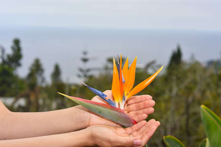 Young woman with flower of Strelitzia on Madeira's islandの写真素材