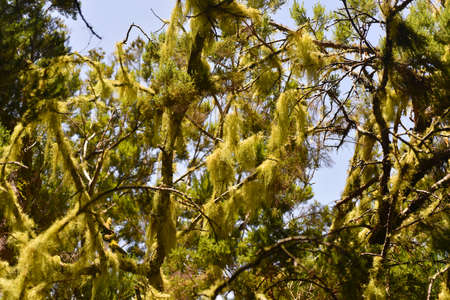 Moss on Madeira trees. Sunny summer day