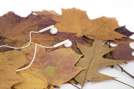 Music autumn abstraction. Autumn texture with white headphonesの写真素材