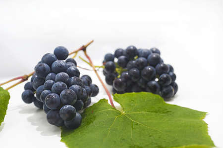 Raw dark grapes isolated on white background. Autumn abstractions. Macro photo.の写真素材