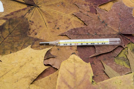 Abstraction of an autumnal cold. Thermometer on yellow maple leaves.