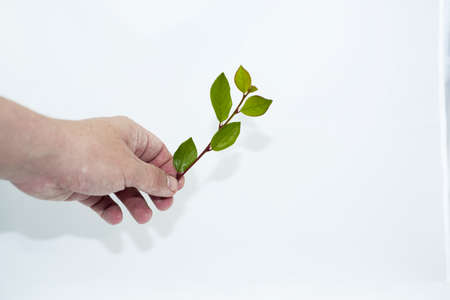 Green branch with leaves. Isolated on white background. Macro photo.の写真素材