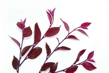 Red branch with leaves.