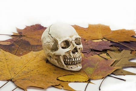 Human skull on autumn leaves.の写真素材