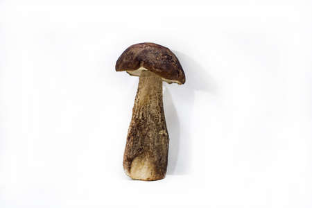 Autumn mushrooms collection.の写真素材