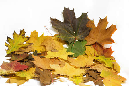 Maple and oak leaves on white background. Abstract backgroundの写真素材