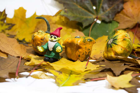 Maple and oak leaves on white background with small decorative pumpkins and gnome. Abstract backgroundの写真素材