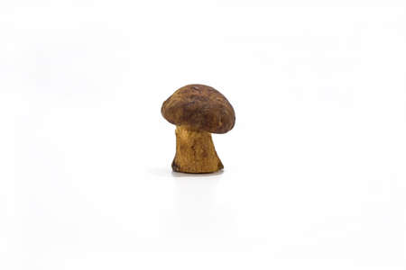 Autumn mushrooms collection. Abstract macro photo of mushrooms.の写真素材