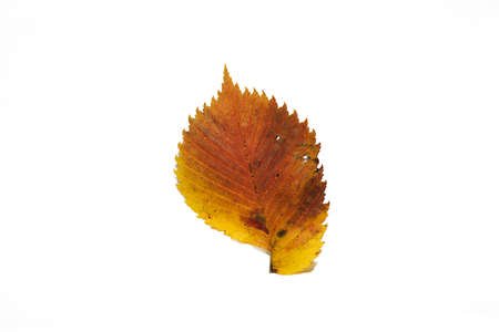 Autumn leaves. Isolated leaf on white background.の写真素材