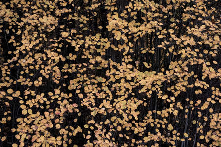 Autumn leaves. Isolated leaf on white background.の写真素材