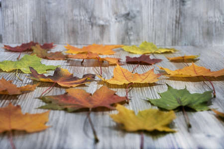 Autumn leaves. Isolated leaf on white background.の写真素材