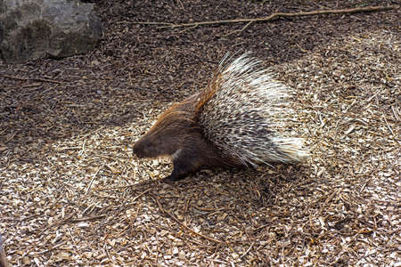 Small porcupine on the ground with sawdust. Sunny summer day.の写真素材