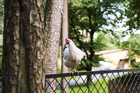 Cock on the metal fence in city park.の写真素材