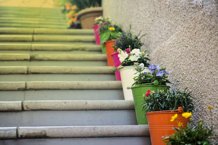 Flowers in a pots on the steps in old Croatia city.の写真素材