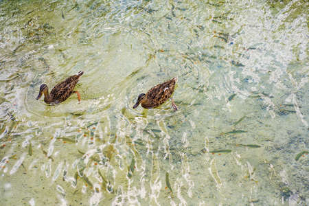 Two ducks swimming in the river water. Macro photo from above.の写真素材
