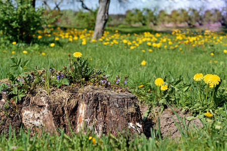 Field with dandelions. The first spring flowers. Abstract photo.の写真素材
