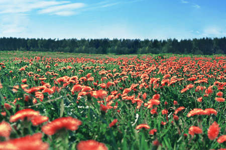 Field with dandelions. The first spring flowers. Abstract photo.の写真素材