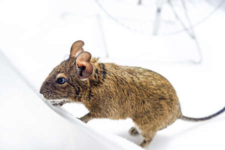 Small Australian home pet Degu. Isolated on white background.の写真素材