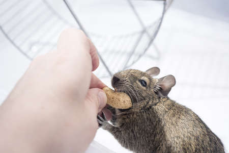 Small Australian home pet Degu. Isolated on white background.の写真素材