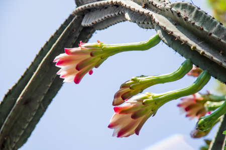 Big green cactus on blue sky background. Cactus with text on it. Abstraction of vandalism.の写真素材