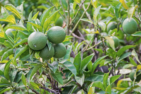 Green, not ripe tangerines on tree. Sunny Summer day.の写真素材