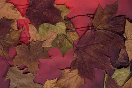 Maple and oak leaves on white background. Abstract background