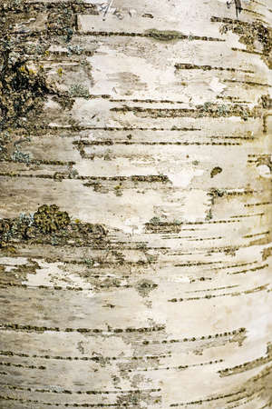 Birch bark. Abstract tree background. Macro photo.