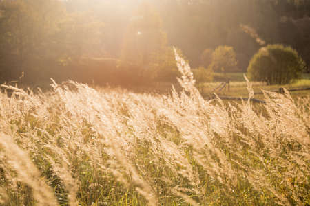 Spikelets on the background of the sunset. Sunny day. Abstraction of summer and warm weather