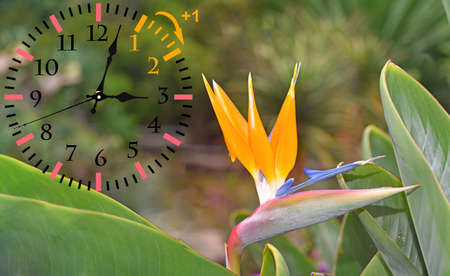 Wall Clock with flowers