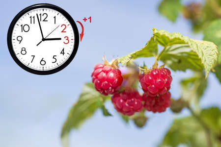 Wall Clock with berries