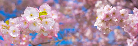 Pink blossom sakura flowers on a spring day in Rigaの写真素材