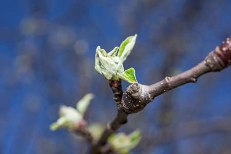 Budding branches in the spring - selective focus