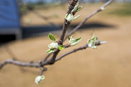 Budding branches in the spring - selective focus