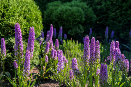 Echium candicans on Madeira mountains. Sunny dayの写真素材
