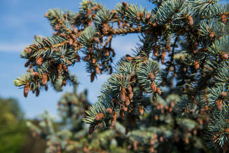 Fir-tree branches with cones on blue sky