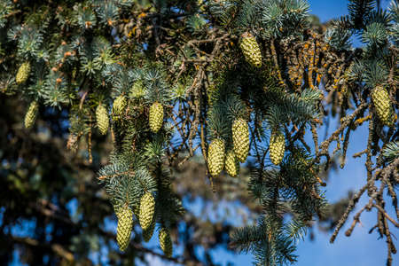 Fir-tree branches with cones on blue sky background.