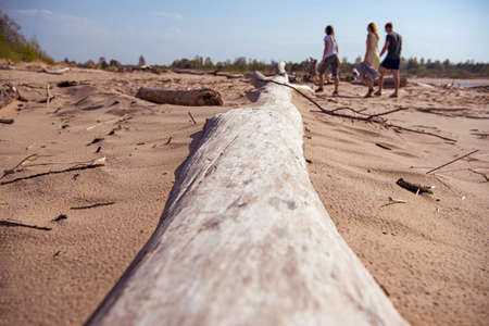 Driftwood log on sea coast. Sunny summer day. Latvia. River called Gauja
