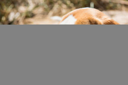 Terrier puppy on spring sunny background. Macro photo.