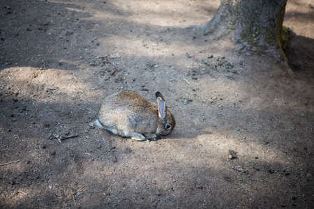 Young wild rabbit feeding on cut grass.の写真素材