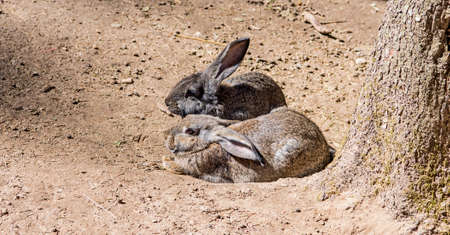 Young wild rabbit feeding on cut grass.の写真素材