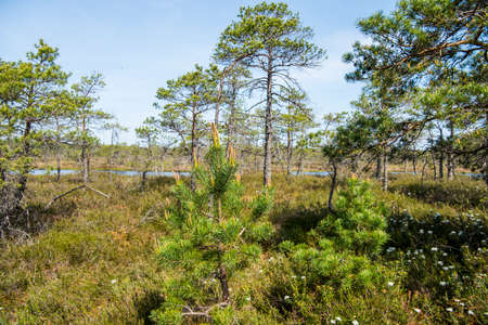 Swamp trail. Summer sunny Day. Kemeri National Park Nature Trail.の写真素材