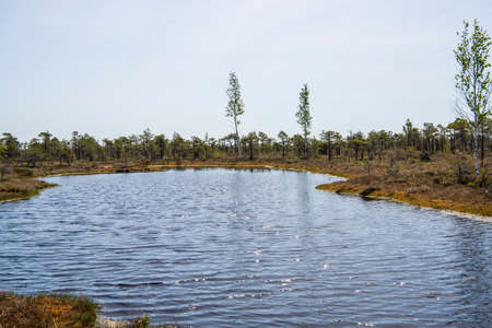 Swamp trail. Summer sunny Day. Kemeri National Park Nature Trail.の写真素材