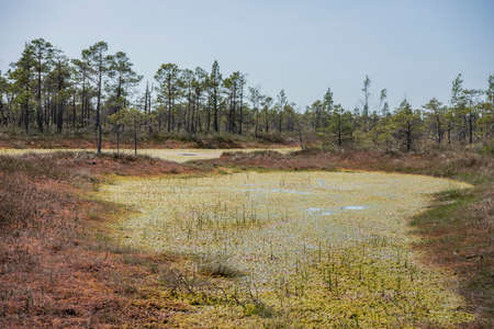 Swamp trail. Summer sunny Day. Kemeri National Park Nature Trail.