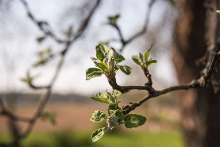 Flowers of the apple tree blossoms on a spring dayの写真素材