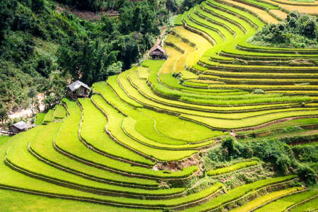 Rice fields on terraced of Mu Cang Chai