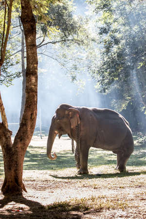 Asian elephant