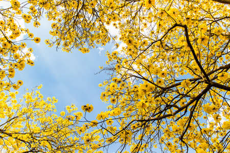 yellow flowers bloom