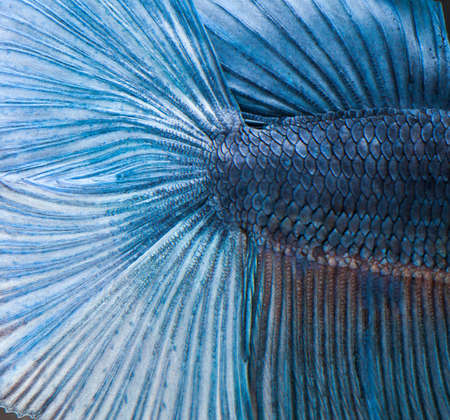 Texture of fish skinの写真素材